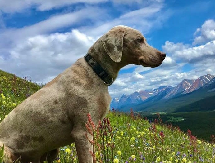 The Importance of Dog Rescues and Charities Around the World