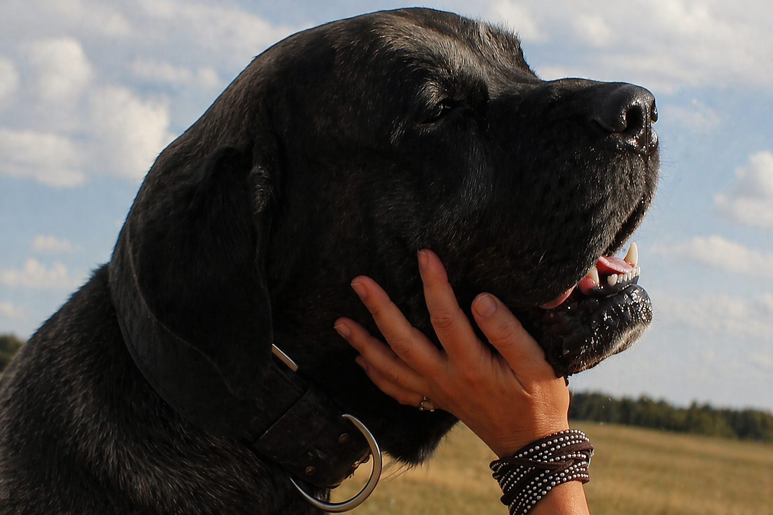 Why Supporting Dog Rescue Matters | Making a Difference Together