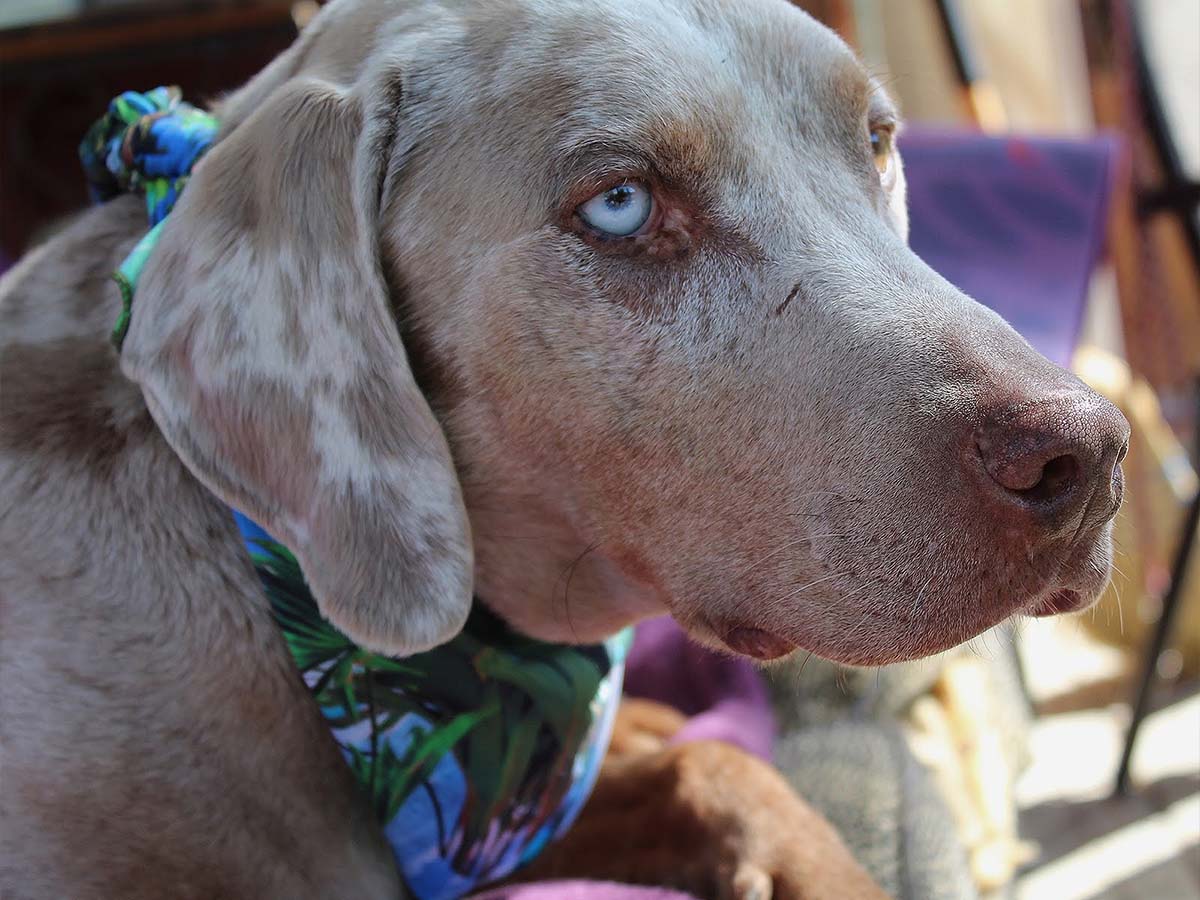 A grey spotted Catahoula Leopard dog wearing a bikini matching bandana belonging to Jasmine from Jasikini swimwear.